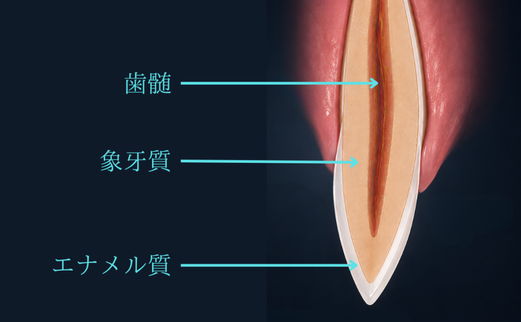 やり直しができるかどうかの鍵はエナメル質